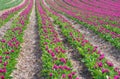 Sea of flowers from colorful blooming tulips with waves on a field Royalty Free Stock Photo